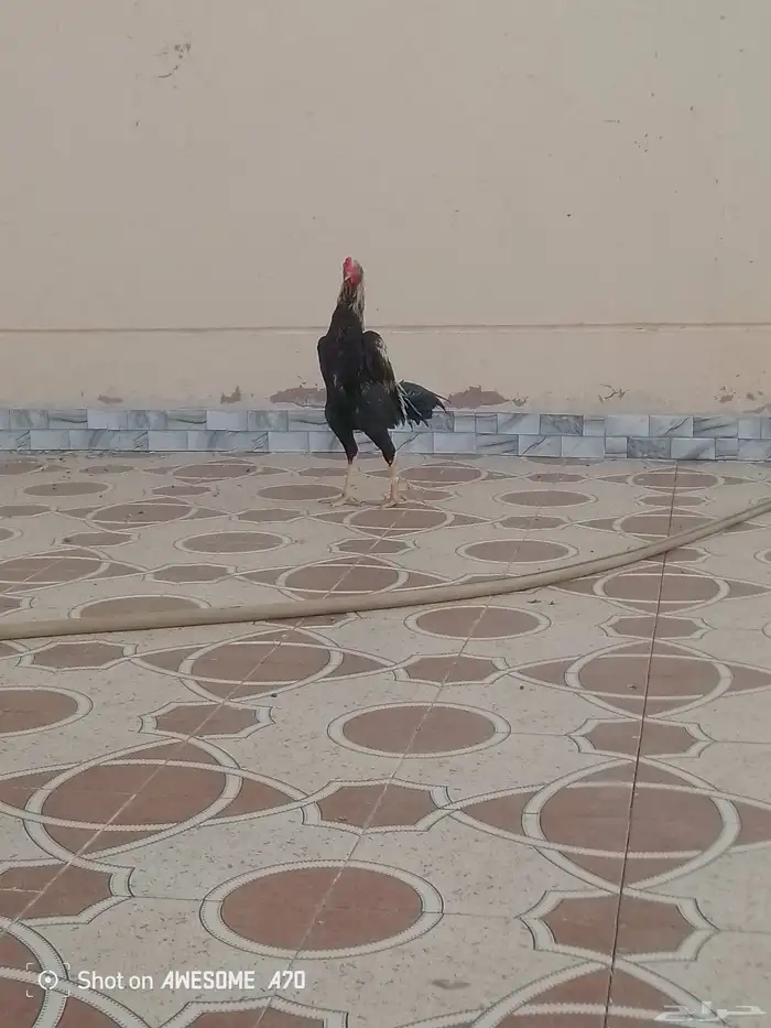 ديك باكستاني 1