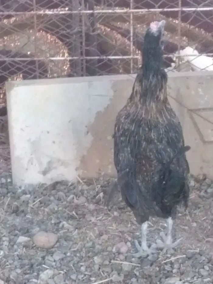 دجاجه بياض بلدي 2