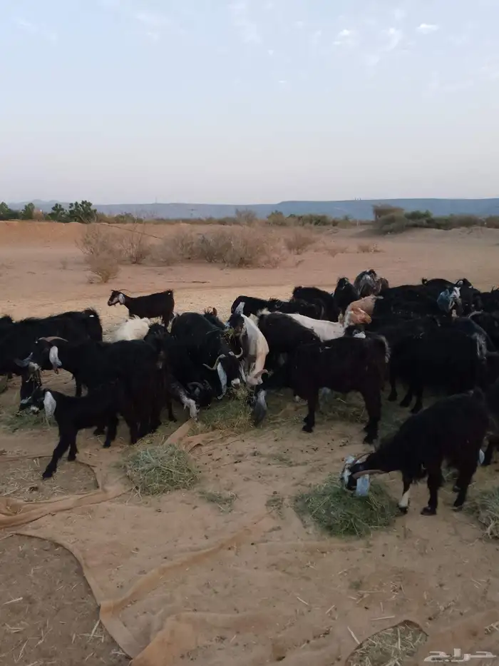 معزه عوارض وحريات 5