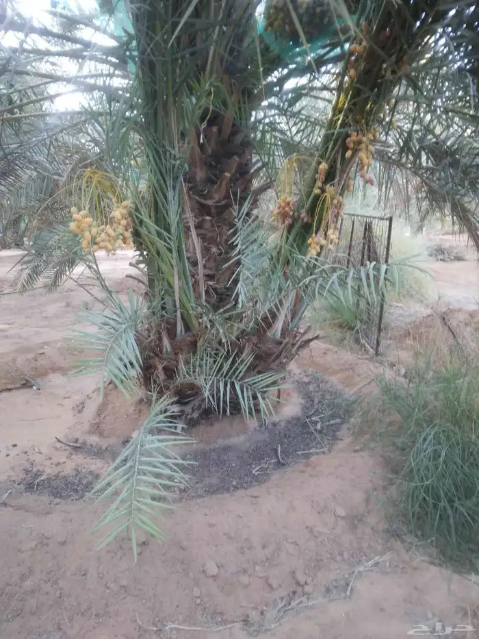يوجد الدنيا جميع انواع النخيل المثمرة وزينه 5
