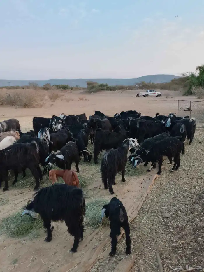 معزه عوارض وحريات 0