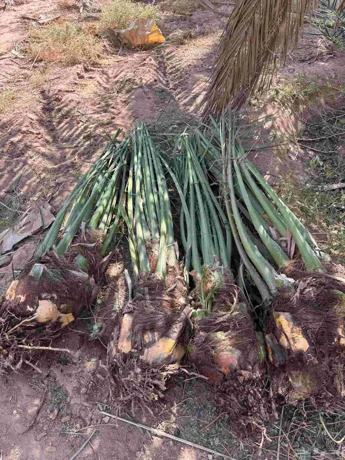 جميع انواع النخيل 7