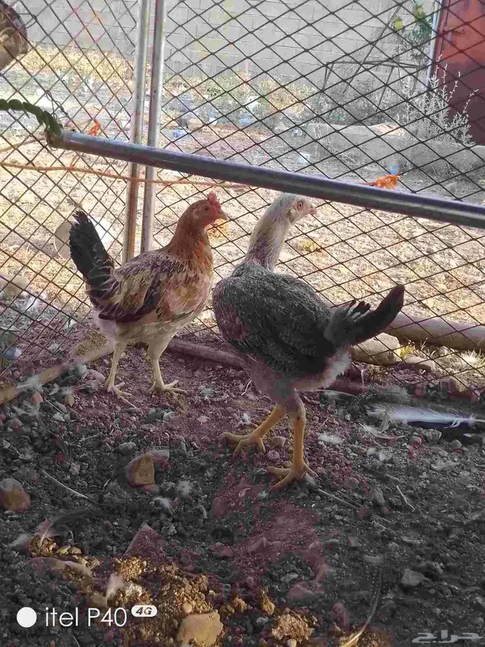 دجاج بلدي للبيع 2
