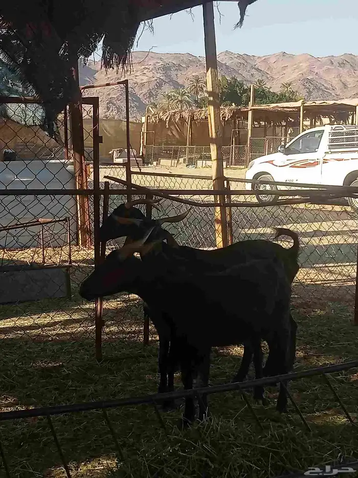 معز بلديات العدد اربعه فيها واحده لبن والاربع والثلاثه الثان 2