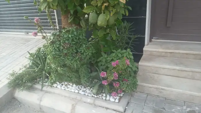 مشتل بيع الزهور والشتلات الزراعيه بجميع انواعها مع الصيانه ا 4