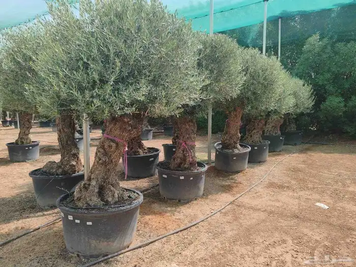 شجر اسباني مستورد شجر طيب من الاخر بجميع احجامه 1