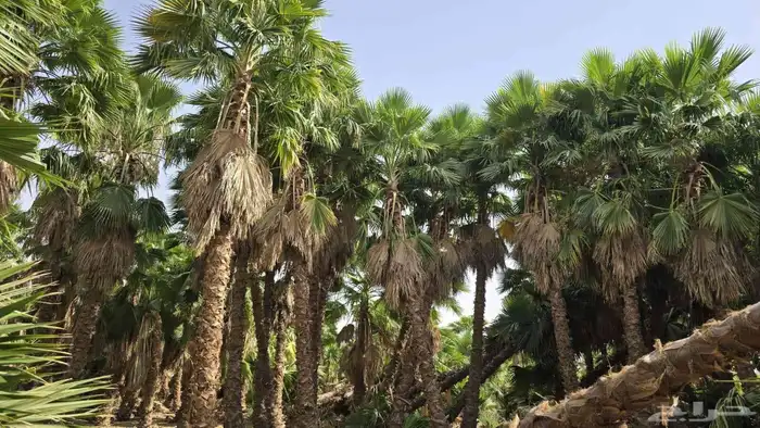 نخل واشنطونيا وشنطونيا الامريكي 0