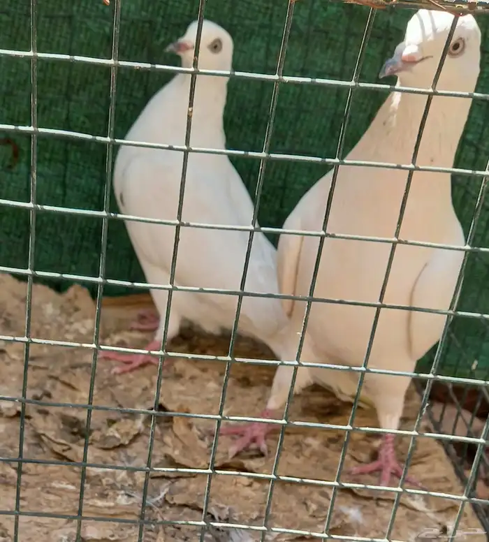 حمام باكستاني وحشي 2