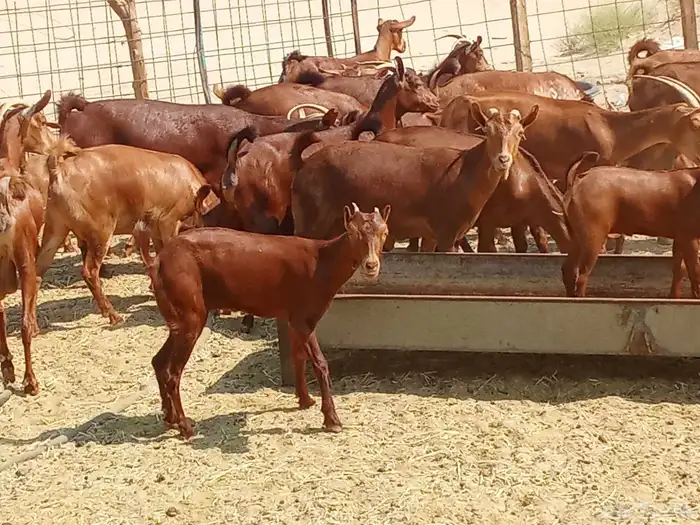 معزه العدد 16تحتها 16 3