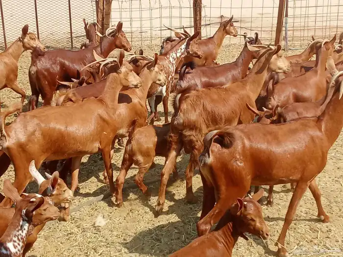 معزه العدد 16تحتها 16 8