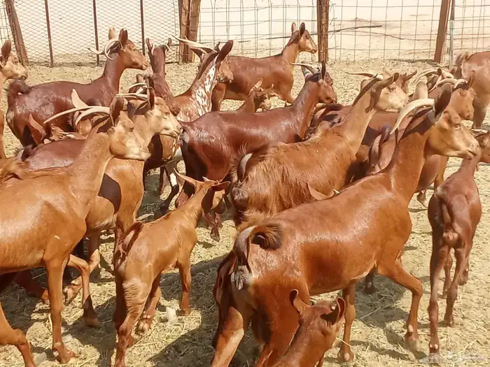 معزه العدد 16تحتها 16 9