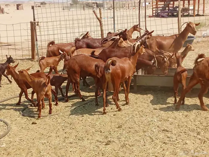 معزه العدد 16تحتها 16 5