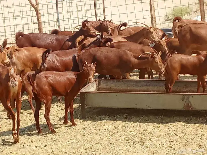 معزه العدد 16تحتها 16 4