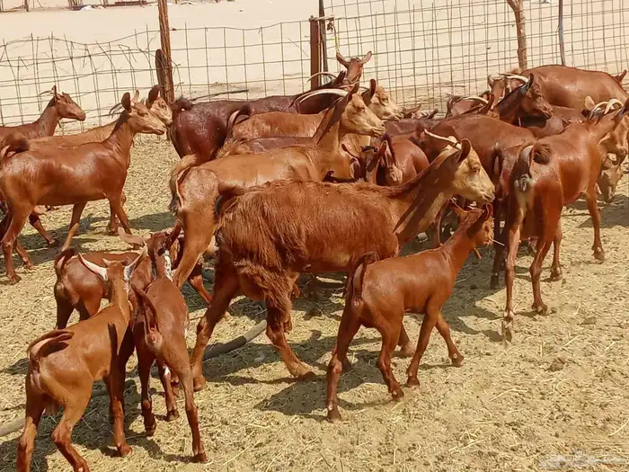 معزه العدد 16تحتها 16 7