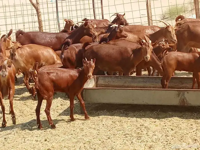 معزه العدد 16تحتها 16 0