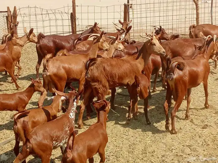 معزه العدد 16تحتها 16 6