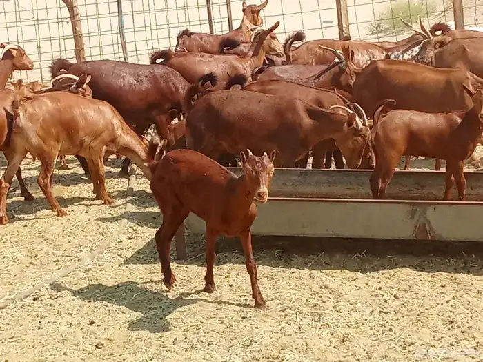 معزه العدد 16تحتها 16 2