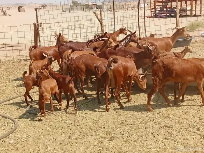 معزه العدد 16تحتها 16 1