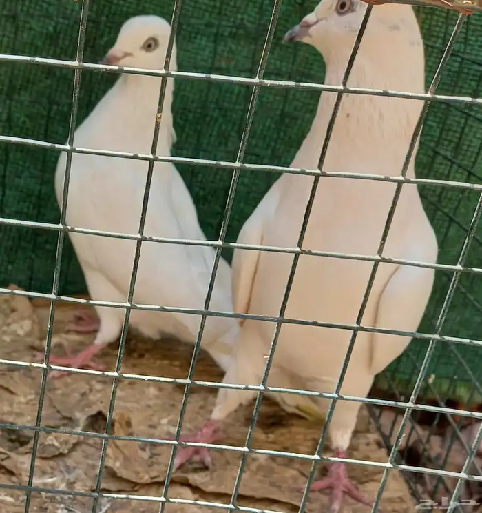 حمام باكستاني وحشي 6