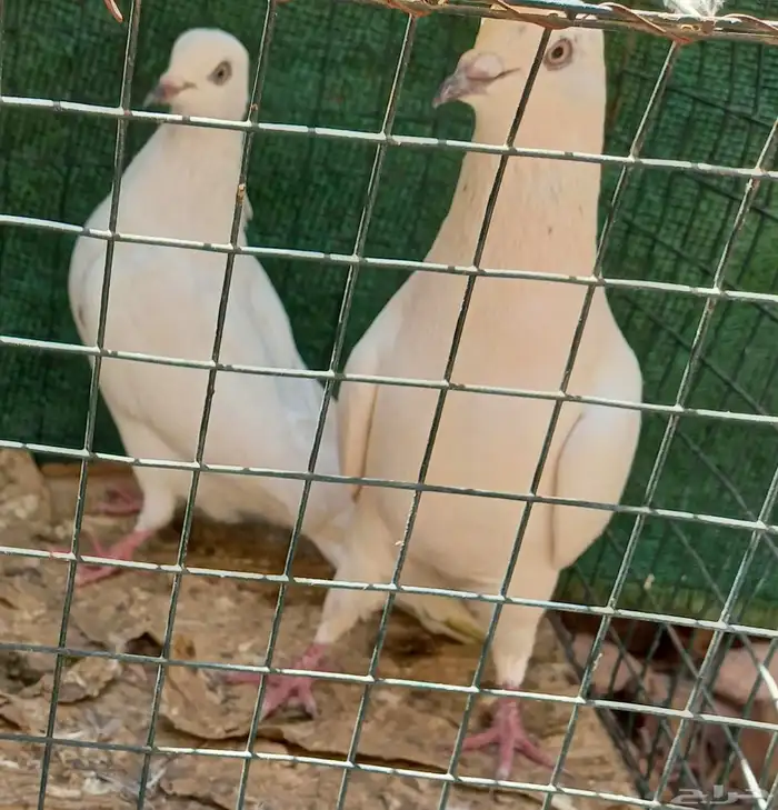 حمام باكستاني وحشي 5