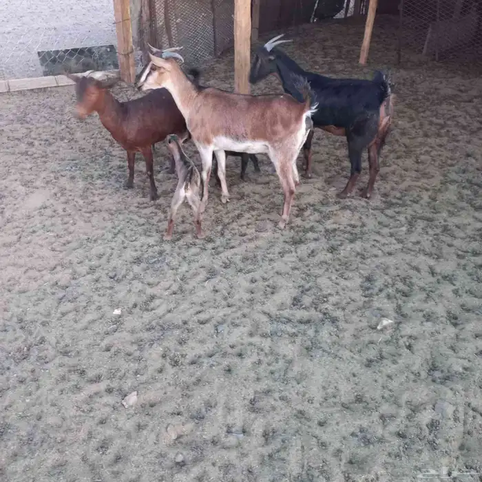 معزا خلفات ودفيع مقاريب 2