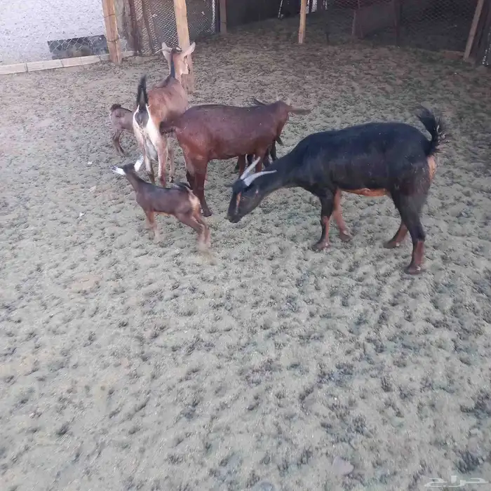 معزا خلفات ودفيع مقاريب 3