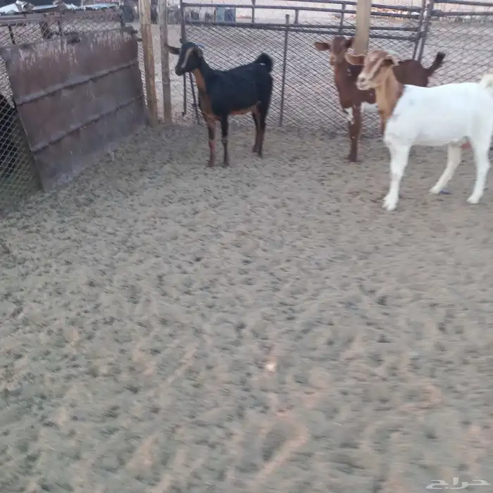 معزا خلفات ودفيع مقاريب 9