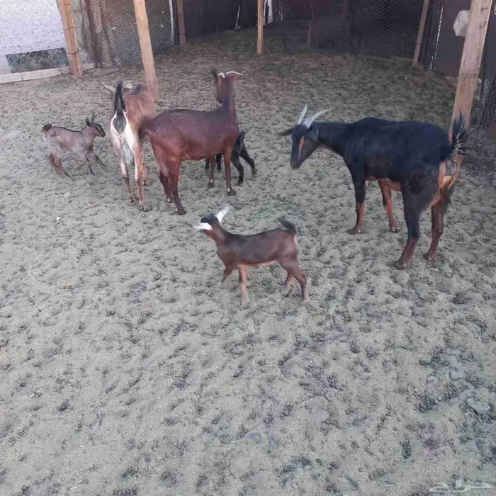 معزا خلفات ودفيع مقاريب 0