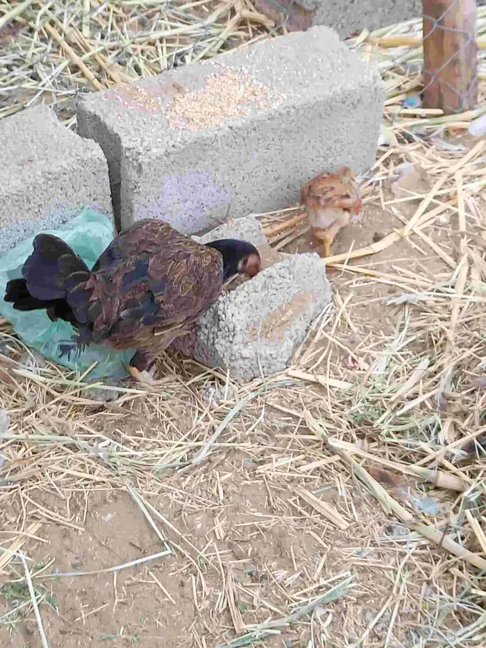 دجاج مهجن ومفتل العدد 14 معا واحد صوص وثنتين من الدجاج محضن 0