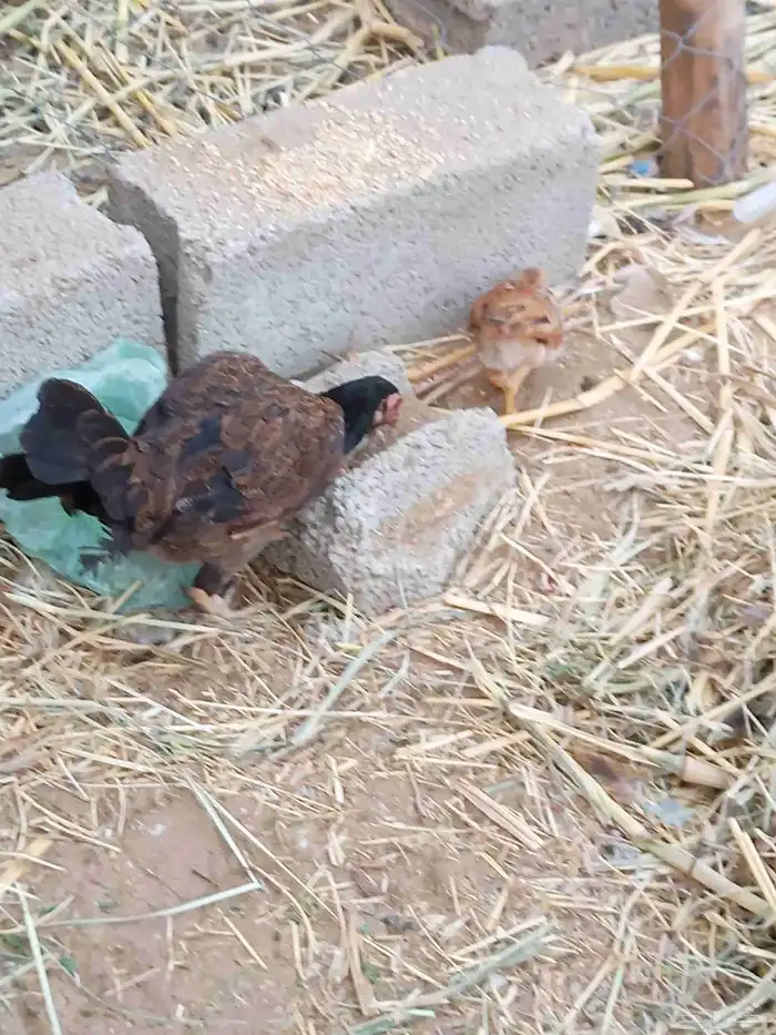 دجاج مهجن ومفتل العدد 14 معا واحد صوص وثنتين من الدجاج محضن 1