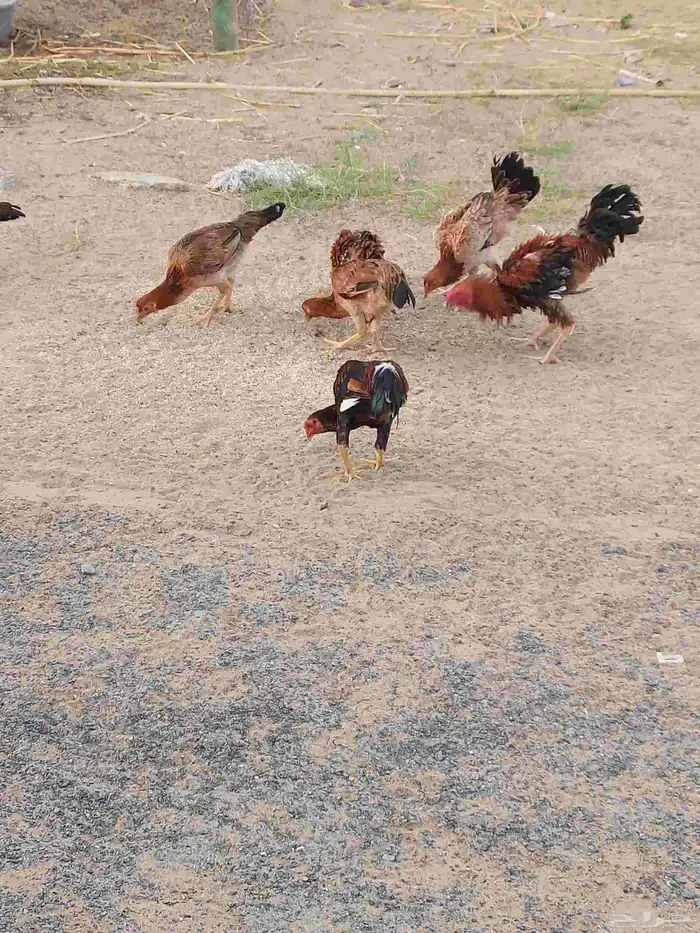 دجاج مهجن ومفتل العدد 14 معا واحد صوص وثنتين من الدجاج محضن 9