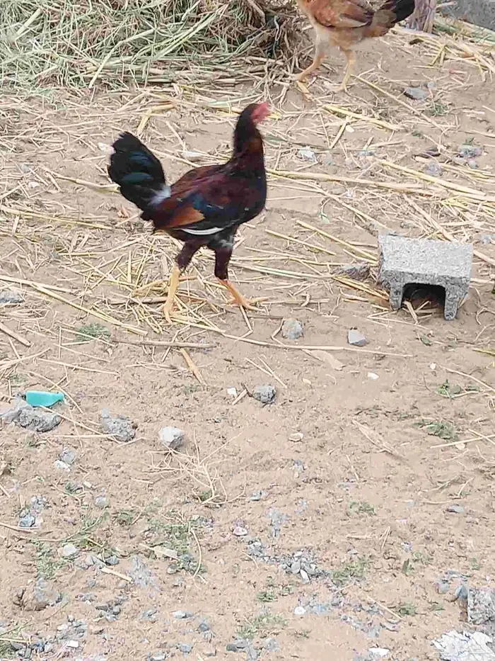 دجاج مهجن ومفتل العدد 14 معا واحد صوص وثنتين من الدجاج محضن 3