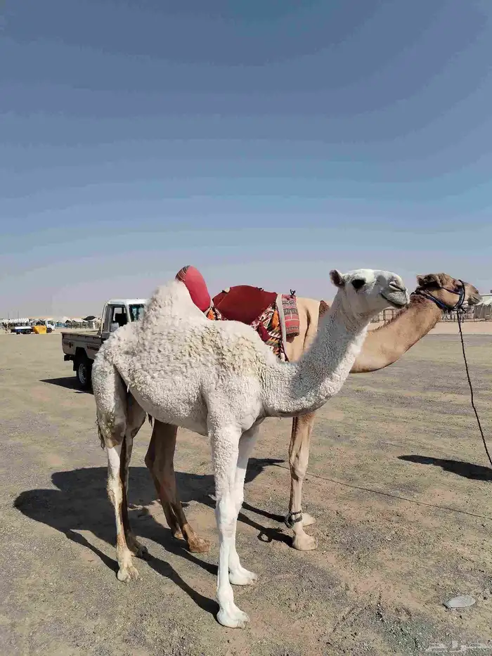 بكره عقابيه 0