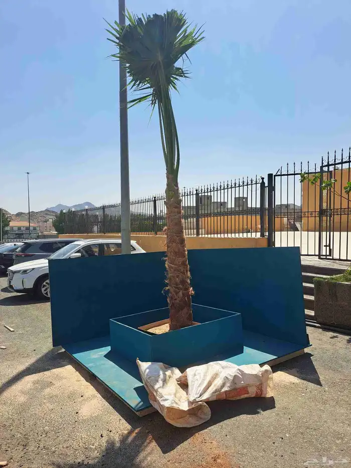 نخل للبيع جميع انواع انخيل العربي والوشنطني 7