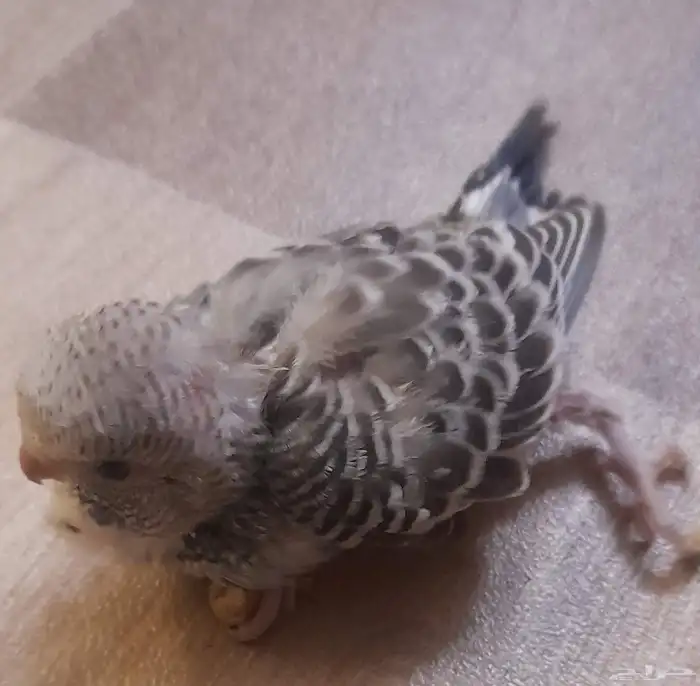 عصافير بادجي للتبني 3