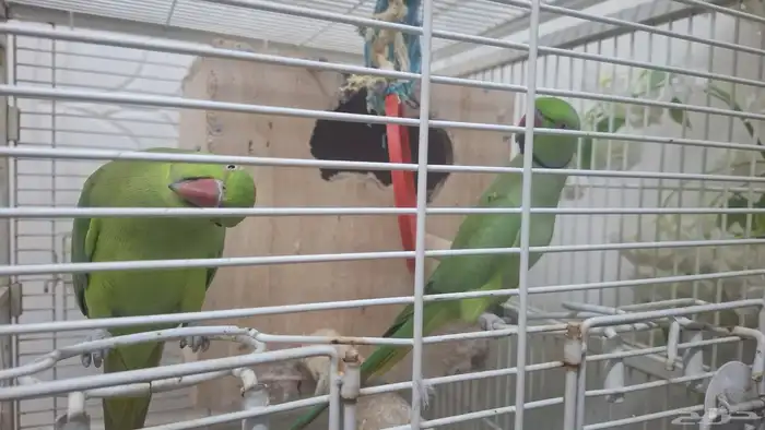 زوج داره هندي بيع مستعجل 0