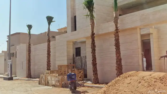 نخيل نخل واشنطني 8