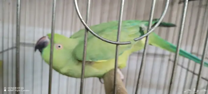 درة هندي انثي 1