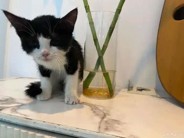 لتبني قط ذكر عمره شهرين 2