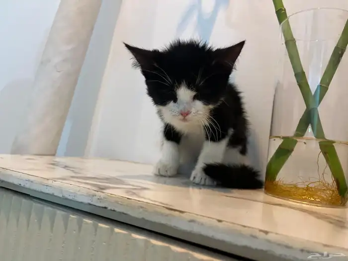 لتبني قط ذكر عمره شهرين 1