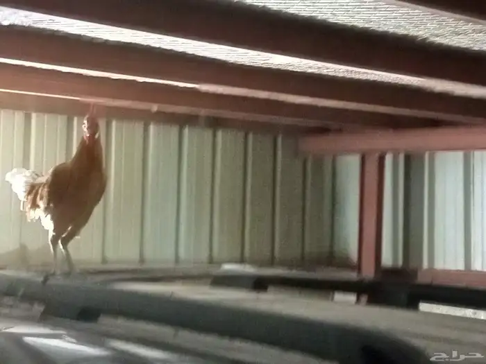 تاخذ الديك مقابل تبدل 5 دجاج او 6 عمره من 6الى8 اشهر 0