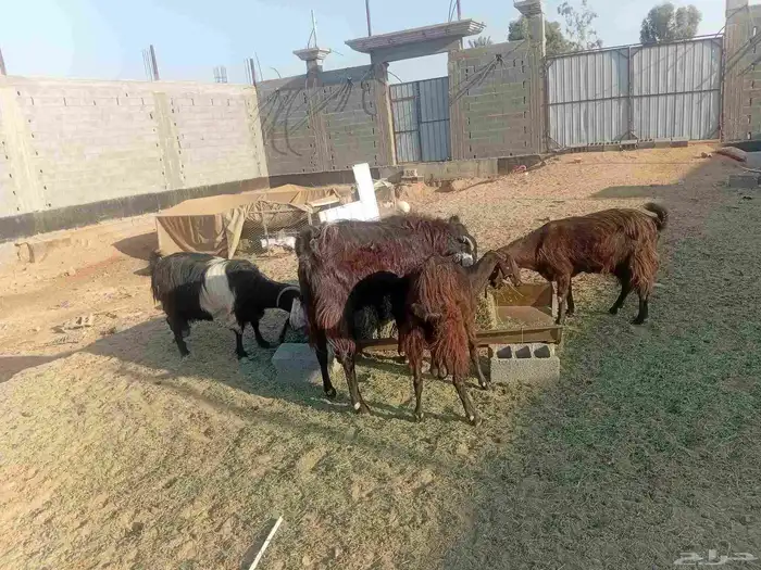 معزاء للبيع 3