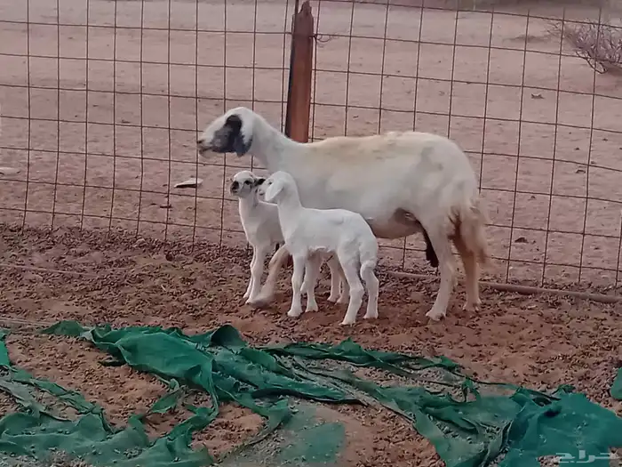 نعجه خلفاء متاومه تحتها 2 من البهم 2