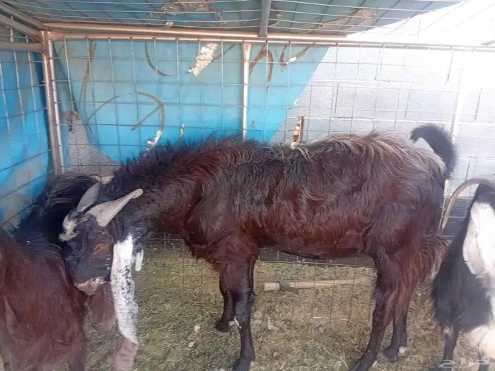 معزاء للبيع 1