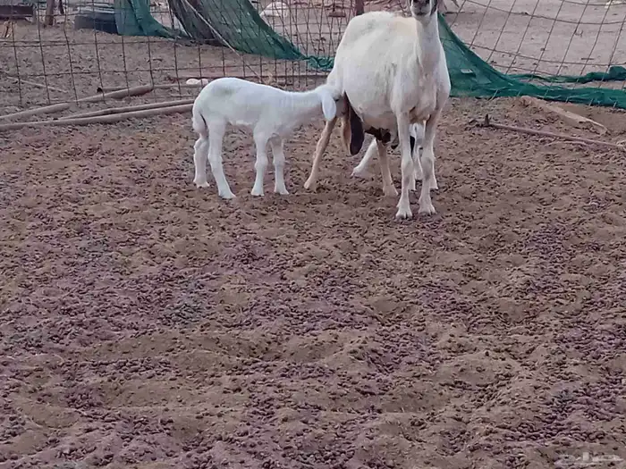 نعجه خلفاء متاومه تحتها 2 من البهم 7