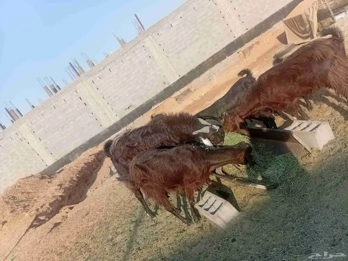 معزاء للبيع 6