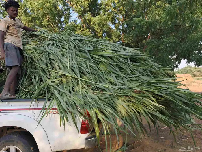 قصب أخضر صغار ومليان 0