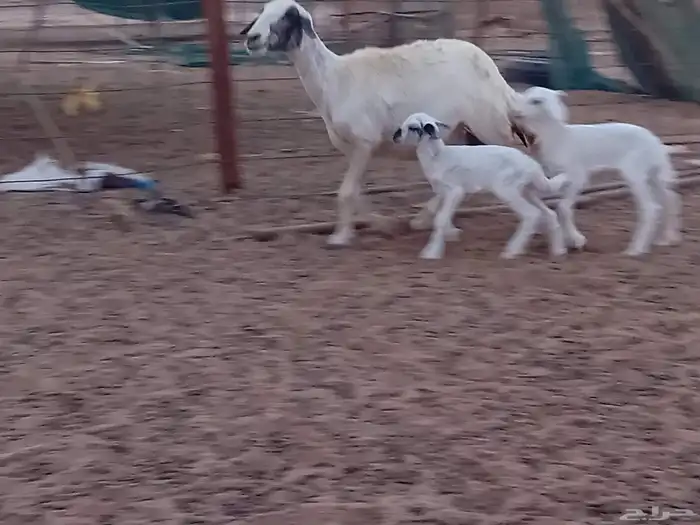 نعجه خلفاء متاومه تحتها 2 من البهم 6