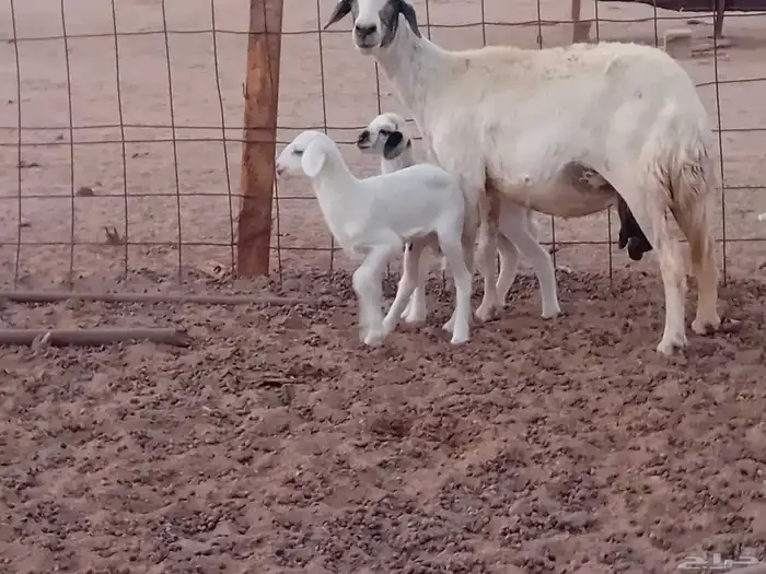 نعجه خلفاء متاومه تحتها 2 من البهم 1