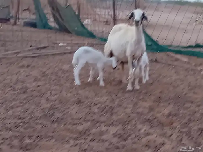 نعجه خلفاء متاومه تحتها 2 من البهم 3